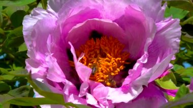 Bal arıları bahçedeki çiçek bahçesinde tatlı nektar toplarlar.