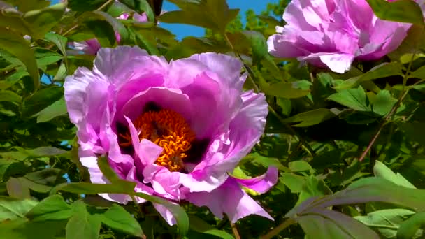 Honey Bees Collect Sweet Nectar Paeonia Flowers Garden — Wideo stockowe