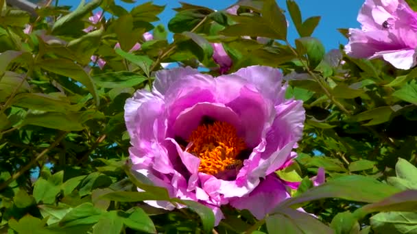 Honey Bees Collect Sweet Nectar Paeonia Flowers Garden — ストック動画