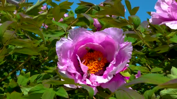Honey Bees Collect Sweet Nectar Paeonia Flowers Garden — Video Stock