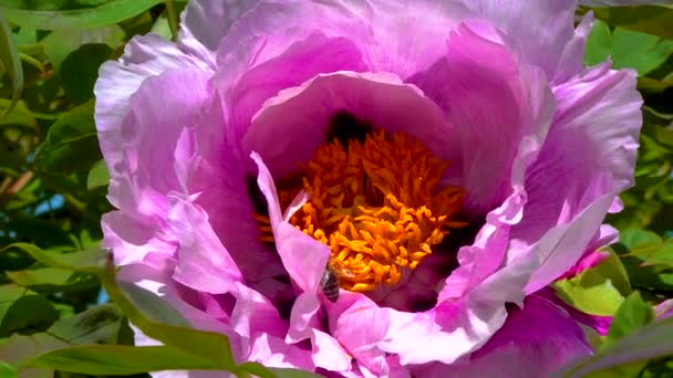 Honey Bees Collect Sweet Nectar Paeonia Flowers Garden — Stockvideo