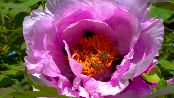 Honey Bees Collect Sweet Nectar Paeonia Flowers Garden — Video