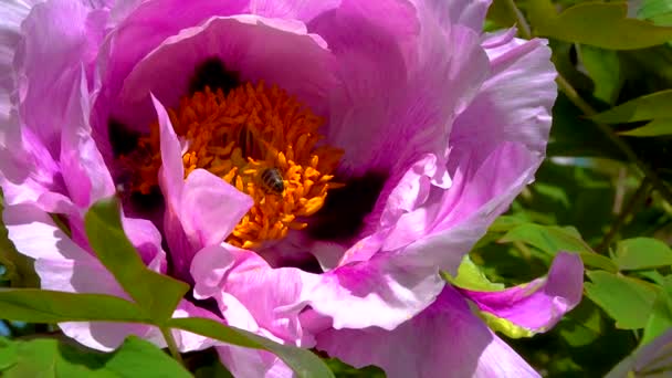 Honey Bees Collect Sweet Nectar Paeonia Flowers Garden — Wideo stockowe