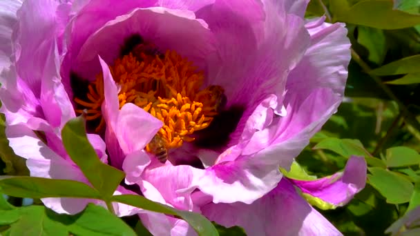 Honey Bees Collect Sweet Nectar Paeonia Flowers Garden — ストック動画