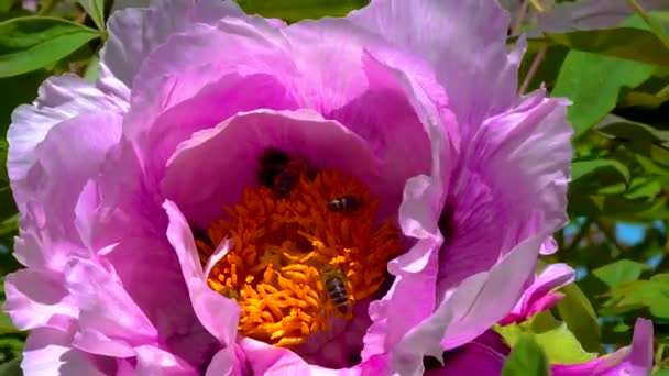Honey Bees Collect Sweet Nectar Paeonia Flowers Garden — Video Stock