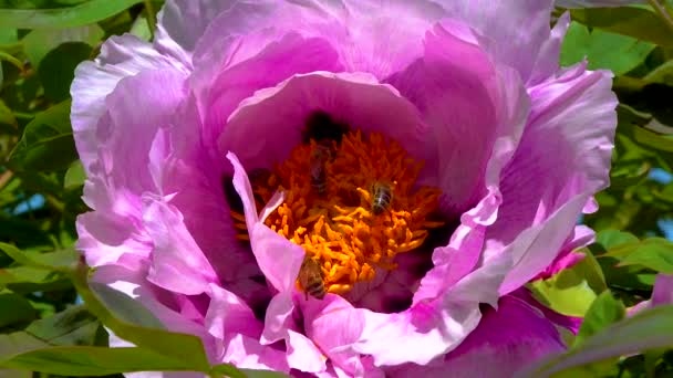 Honey Bees Collect Sweet Nectar Paeonia Flowers Garden — Vídeos de Stock