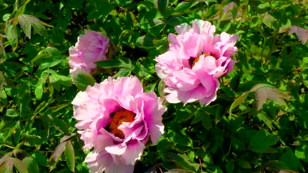 Honey Bees Collect Sweet Nectar Paeonia Flowers Garden — Vídeos de Stock