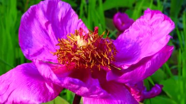 Botanik bahçesindeki şakayık çiçeğine yakın plan, Ukrayna