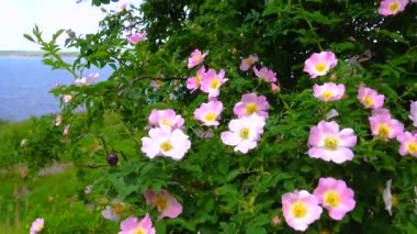 Ukrayna 'nın Khadzhibey halklarının yamaçlarında, yaban güllerinin pembe çiçekleri
