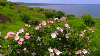 Ukrayna 'nın Khadzhibey halklarının yamaçlarında, yaban güllerinin pembe çiçekleri
