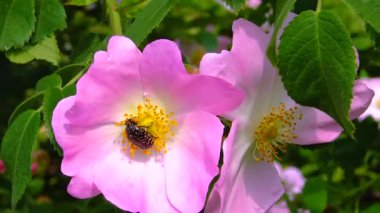 A beetle in a pink flower of a wild rosehip on the slopes of the Khadzhibey estuary, Ukraine