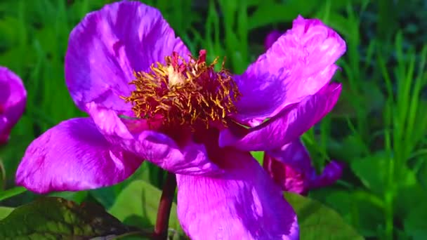 Close Peony Flower Botanical Garden Ukraine — Video Stock