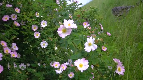 Ροζ Λουλούδια Από Αγριοτριανταφυλλιές Στις Πλαγιές Του Khadzhibey Εκβολές Ουκρανία — Αρχείο Βίντεο
