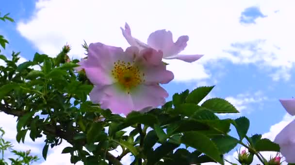 Pink Flowers Wild Rose Hips Slopes Khadzhibey Estuary Ukraine — Stockvideo