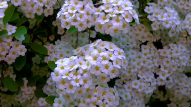 Çiçek açan bir çalılığın dalları Meadowsweets veya çan çalıları (Spiraea sp. ), sürgülü atış