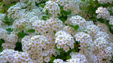 Çiçek açan bir çalılığın dalları Meadowsweets veya çan çalıları (Spiraea sp. ), sürgülü atış