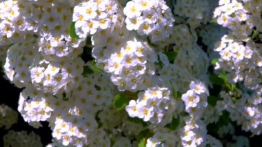 Çiçek açan bir çalılığın dalları Meadowsweets veya çan çalıları (Spiraea sp. ), sürgülü atış