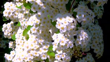 Çiçek açan bir çalılığın dalları Meadowsweets veya çan çalıları (Spiraea sp. ), sürgülü atış