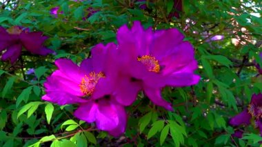 Botanik bahçesinde büyük bir bahçe ağacı şakayığı, kaygan atış, Ukrayna