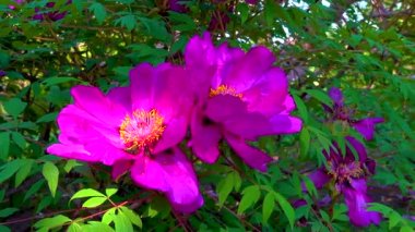 Botanik bahçesinde büyük bir bahçe ağacı şakayığı, kaygan atış, Ukrayna