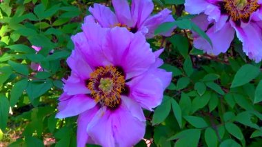 Botanik bahçesinde büyük bir bahçe ağacı şakayığı, kaygan atış, Ukrayna