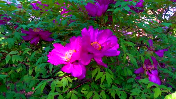 Большой Цветок Садового Пиона Ботаническом Саду Слайдер Шот Украина — стоковое видео