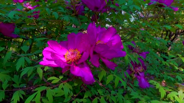 Large Flower Garden Tree Peony Botanical Garden Slider Shot Ukraine — Video Stock