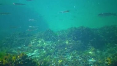 Büyük ölçekli küçük balık sürüsü büyük ölçekli kum eridi (Atherina pontica) ve kefal su kolunda yüzer, Karadeniz 