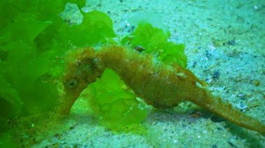 Kısa burunlu deniz atı (Hipokampus hipokampüsü) algler arasında yüzer. Karadeniz