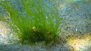 Yeşil alg yüzme yengeci (Macropipus holsatus) ile kaplanmış, Karadeniz. Ukrayna