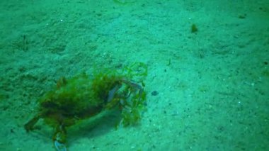 Yüzen yengeç (Makropipus holsatus), Karadeniz