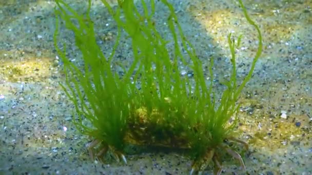 Overgrown Green Algae Swimming Crab Macropipus Holsatus Black Sea Ukraine — ストック動画