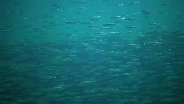 Велика Зграя Дрібних Риб Плаває Водяній Колонці Чорного Моря Atherina — стокове відео