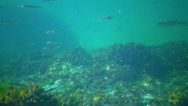 在黑海的水柱中 大群的小鱼 大型砂矿 Atherina Pontica 和贻贝游动着 — 图库视频影像