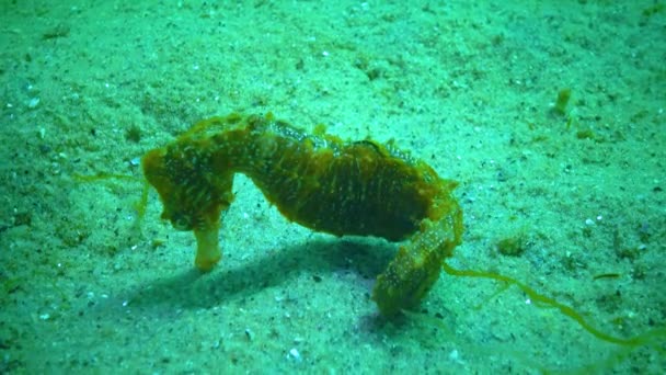 Short Snouted Seahorse Hippocampus Hippocampus Swims Algae Black Sea — стокове відео