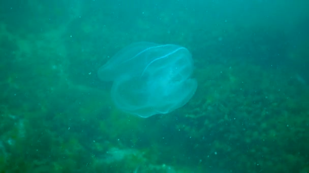 卷须鱼 侵入黑海的梳子 Mnemiopsis Leidy 掠夺性入侵者 — 图库视频影像