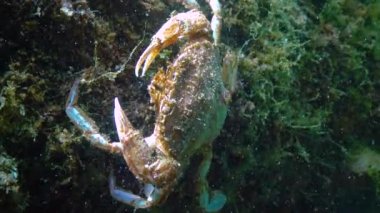 Yüzen yengeç (Makropipus holsatus), Karadeniz