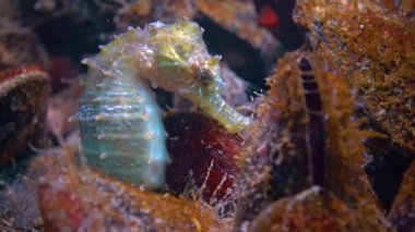 Short-snouted seahorse (Hippocampus hippocampus) hiding among mussels in the Black Sea