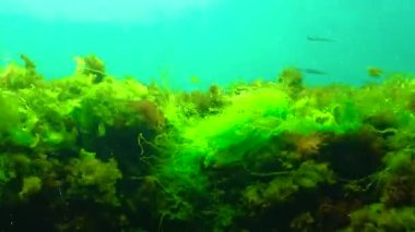 Su altı manzarası, yeşil ve kırmızı algler Karadeniz 'deki bir taşın üzerindeki su kolunda hareket ediyor.