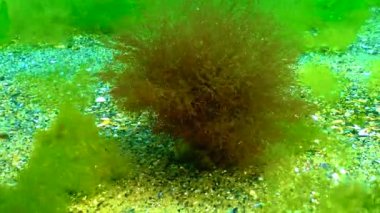 Su altı manzarası, Karadeniz 'in dibindeki su kolunda kırmızı alga seramium hareket ediyor.