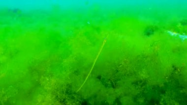 Yosun çalılıklarında geniş burunlu boru balığı (Syngnathus typhle). Karadeniz Balığı