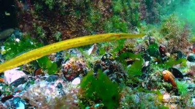 Yosun çalılıklarında geniş burunlu boru balığı (Syngnathus typhle). Karadeniz Balığı