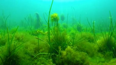 Karadeniz, Zostera 'daki deniz otlarının çalılıklarında filamentöz yeşil yosunlar (Cladophora)