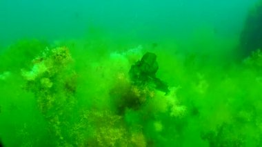 Karadeniz 'in Odessa Körfezi kıyısında yeşil ve kırmızı alg çalılıkları.