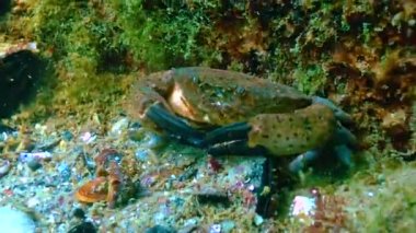 Jaguar yuvarlak yengeci (Xantho poressa) Karadeniz 'deki taşın yanında yiyecek arıyor.