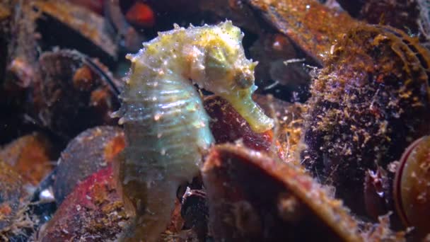 Krátkosrstý Mořský Koník Hippocampus Hippocampus Skrývá Mezi Mušlemi Černém Moři — Stock video