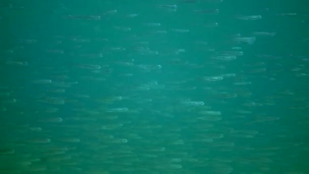 Grande Rebanho Peixes Pequenos Cheiros Areia Grande Escala Atherina Pontica — Vídeo de Stock