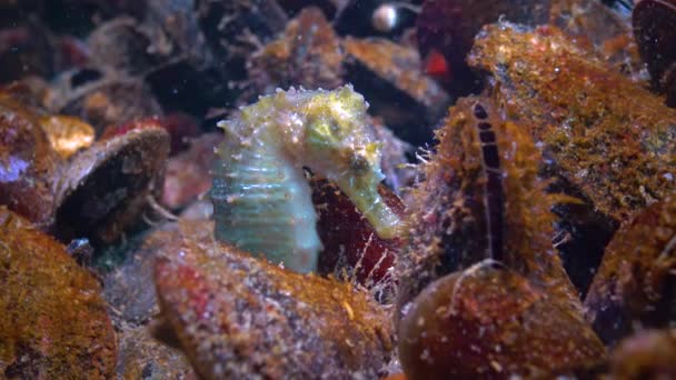 Krátkosrstý Mořský Koník Hippocampus Hippocampus Skrývá Mezi Mušlemi Černém Moři — Stock video