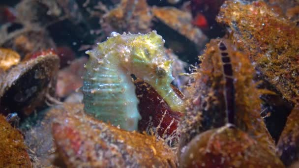 Karadeniz Midyeler Arasında Saklanan Kısa Burunlu Deniz Atı Hipokampus Hipokampüsü — Stok video