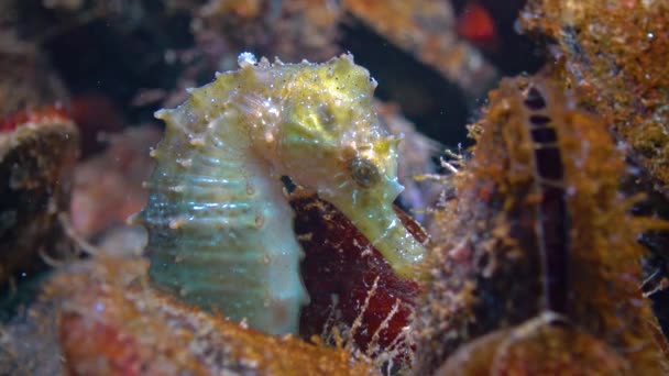 Caballo Mar Hocico Corto Hipocampo Hipocampo Escondido Entre Mejillones Mar — Vídeo de stock
